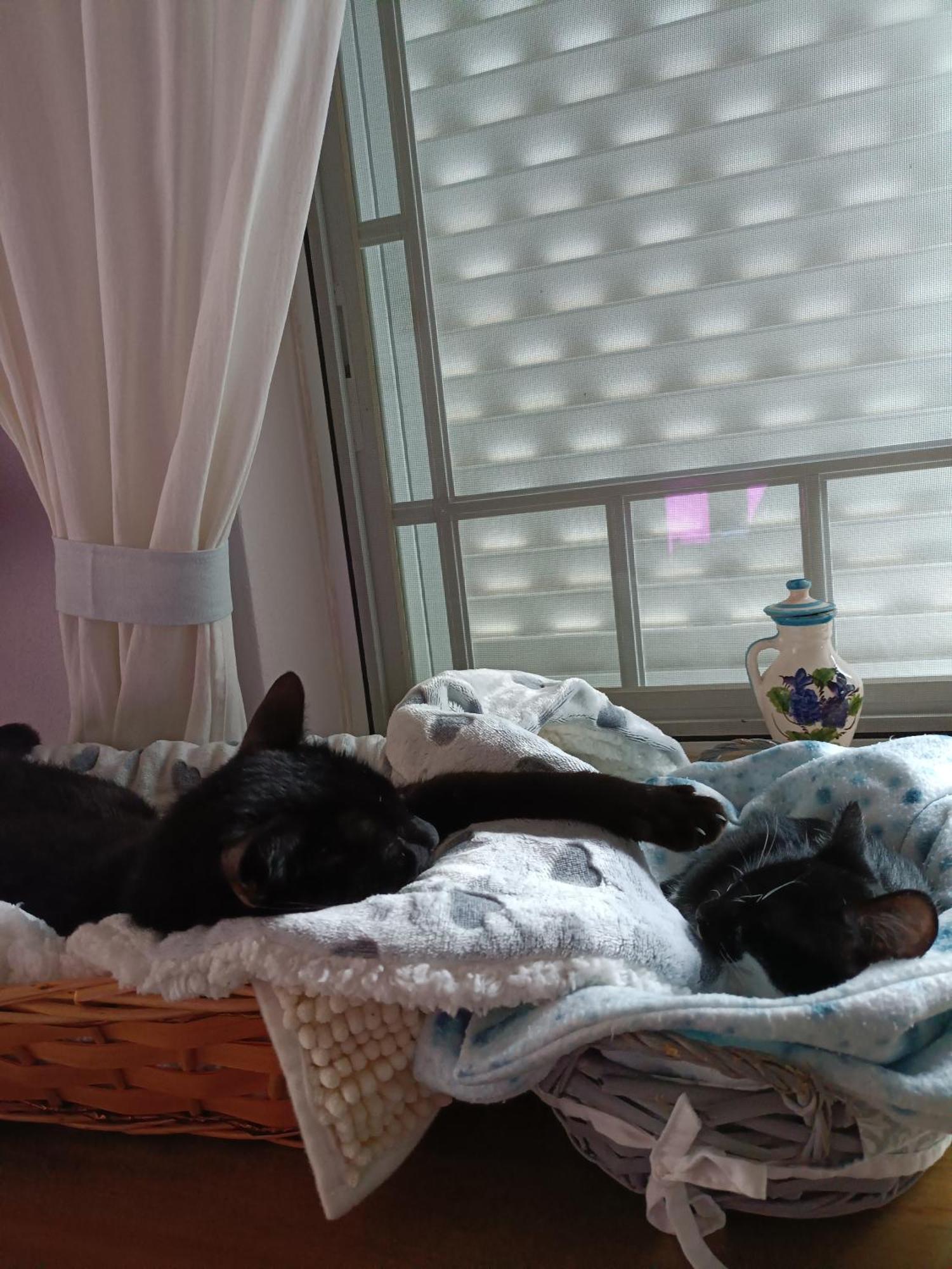 Villa Shardana B&B 세심브라 외부 사진